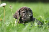 FILA BRASILEIRO 184